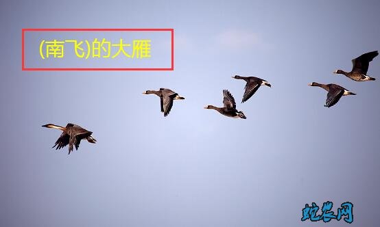 什么的大雁(填空)？大雁形容词句大全！
