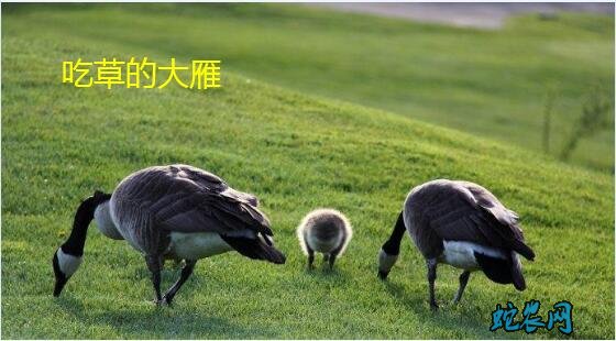 什么的大雁(填空)？大雁形容词句大全！