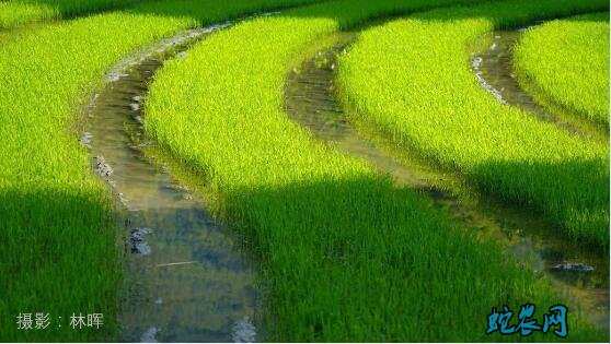 安徽早稻俏
