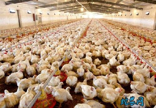 2020年3月30日肉鸡价格行情、今日肉鸡多少钱一斤?