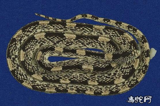 疣唇蛇/长吻蛇标本图片