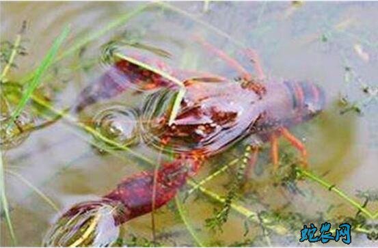 小龙虾常见疾病的生态预防及免疫预防技术！