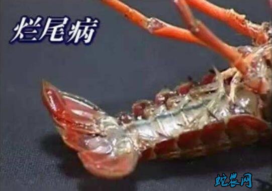 小龙虾常见疾病原因?病原因素介绍!