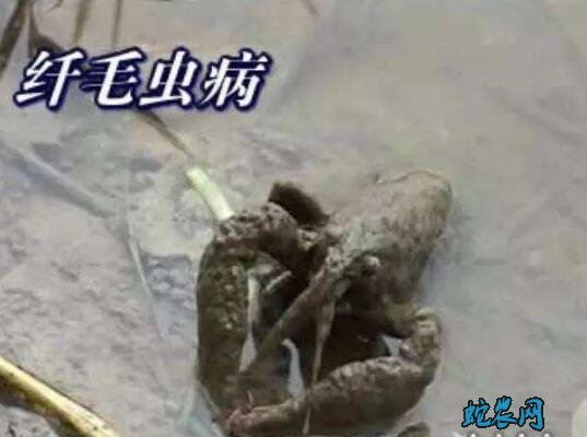 小龙虾常见疾病原因?病原因素介绍!