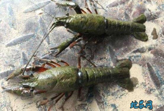 小龙虾常见疾病原因?病原因素介绍!