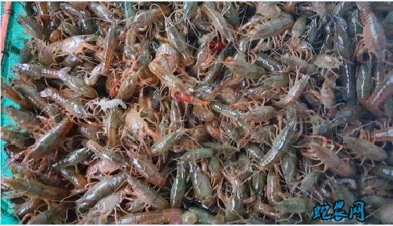 小龙虾常见疾病原因?养殖技术不当导致大量死亡分析!