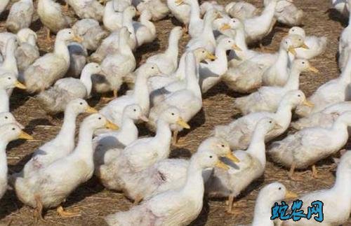 2020年4月1日肉鸭价格行情、今日肉鸭多少钱一斤?
