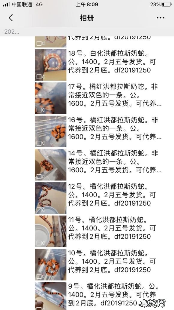 洪都拉斯奶蛇多少钱?来看看大家都卖什么价?