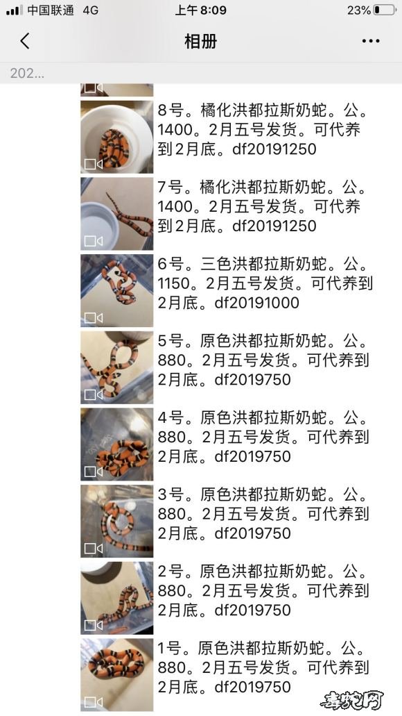 洪都拉斯奶蛇多少钱?来看看大家都卖什么价?