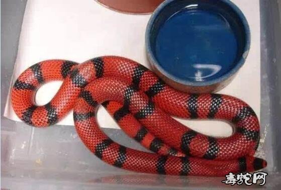 洪都拉斯奶蛇的饲养方法