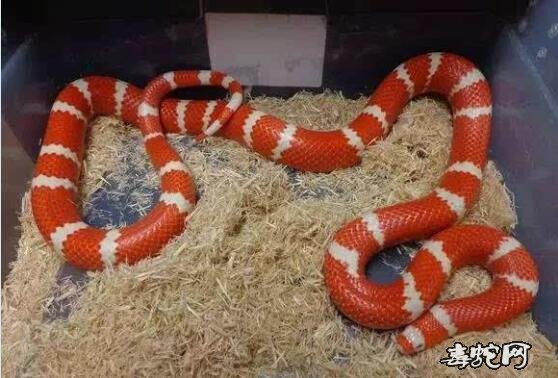 洪都拉斯奶蛇的饲养方法