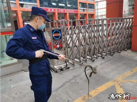 遂宁一小车引擎盖里突然爬出一条蛇!司机吓懵求助消防队!