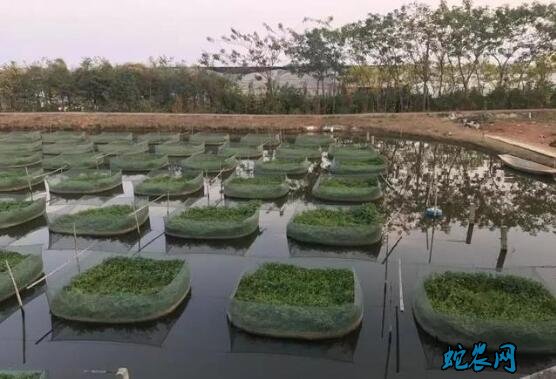 鳝鱼养殖、鳝鱼网箱养殖技术!