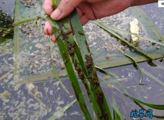 水蛭种苗、现在水蛭种苗价格多少钱一斤?