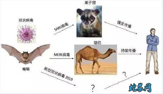果子狸非典