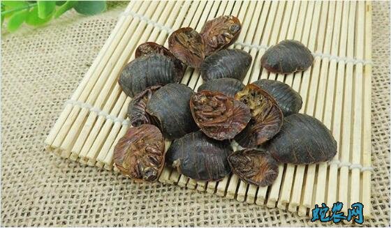 土鳖虫的药用功效与禁忌
