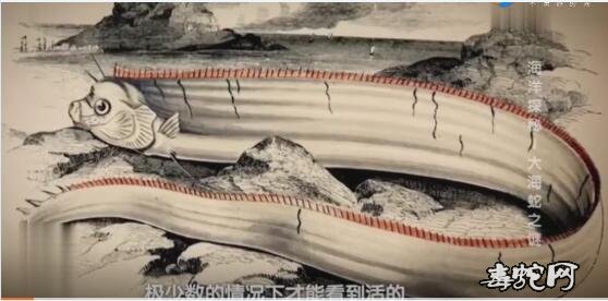 大海蛇之谜、人们看到的大海蛇究竟是什么动物？