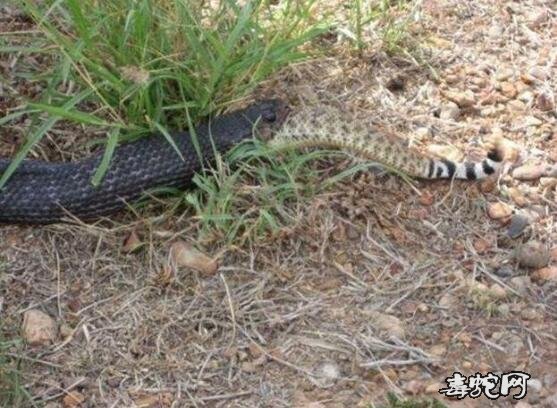乌梢蛇吃毒蛇?乌梢蛇吃蛇吗?