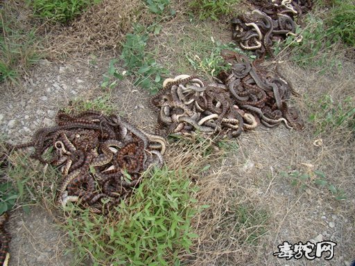四川荣县一水产门市非法销售赤链蛇！该案件进行立案中！