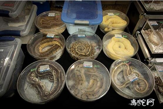 《全球球蟒贸易的动物福利影响》报告！动物保护协会呼吁不要当宠物养！