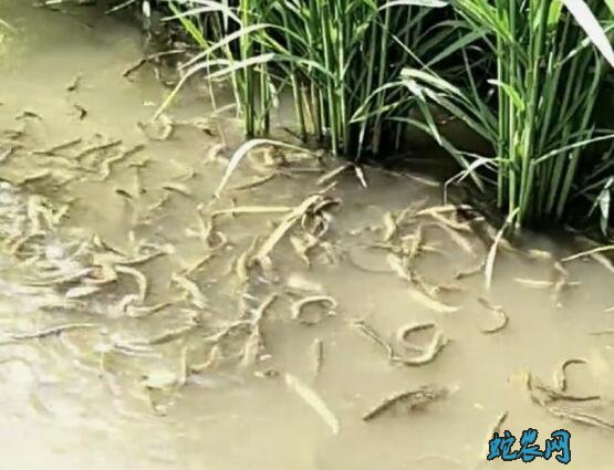 稻鳅(水稻+泥鳅)综合种养技术指南