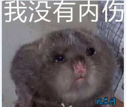 卖竹鼠是什么梗