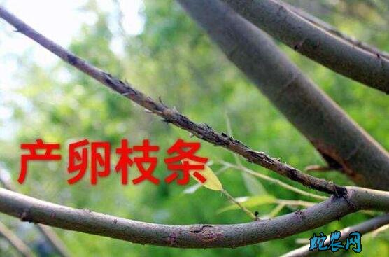 金蝉怎么养