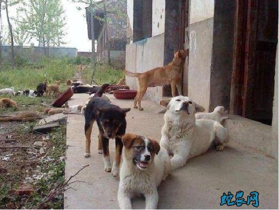 养殖肉狗