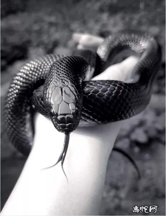 黑王蛇有毒吗