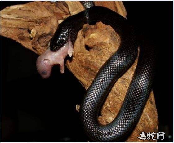 黑王蛇有毒吗