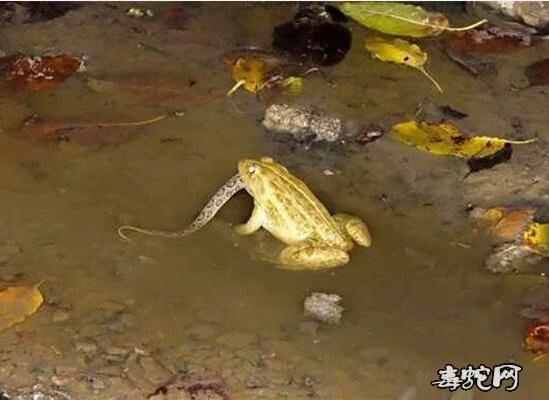 圆斑蝰蛇吃什么?园斑蝰蛇有毒吗?