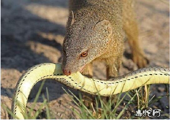 动物世界中吃蛇最厉害的那些动物图2
