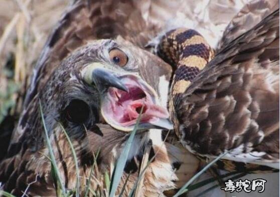 老鹰捕杀无毒牛蛇、却被牛蛇反杀图4