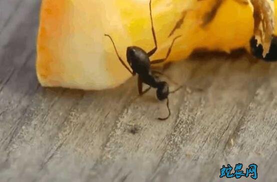 蚂蚁怎么消灭