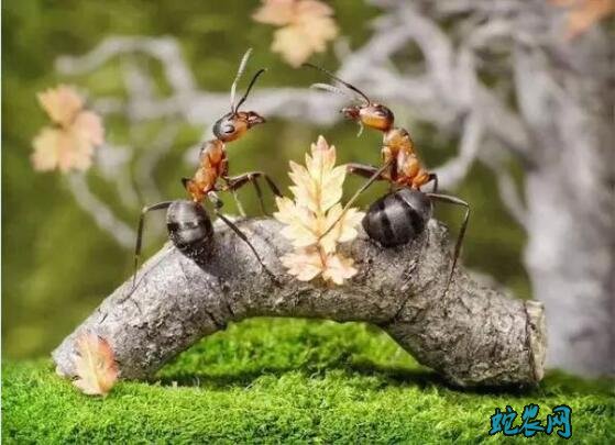 女人梦见黑蚂蚁成群什么意思
