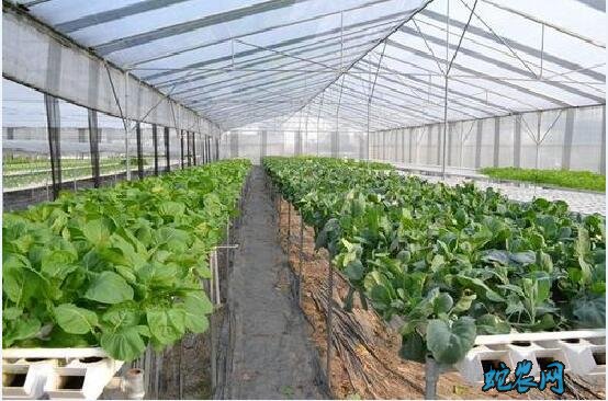 无土栽培种植技术、无土栽培投资多少钱?
