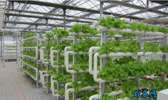 无土栽培种植技术、无土栽培投资多少钱?