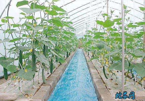 无土栽培种植技术、无土栽培投资多少钱?