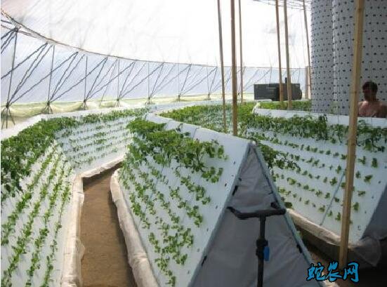 无土栽培种植技术、无土栽培投资多少钱?