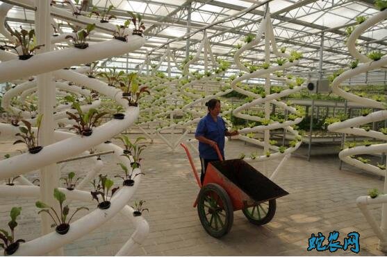 无土栽培种植技术、无土栽培投资多少钱?