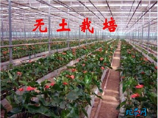 无土栽培技术哪里学
