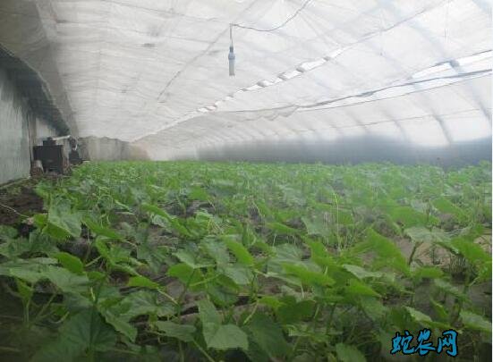 温室大棚蔬菜种植科学管理技术要点
