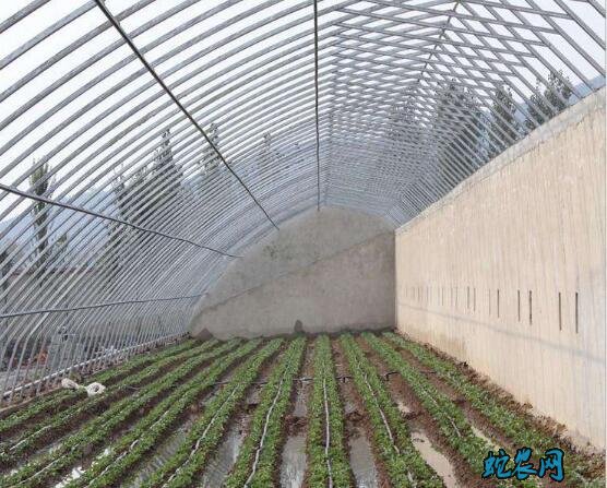 温室大棚蔬菜种植科学管理技术要点