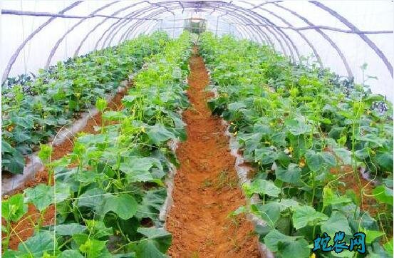 大棚蔬菜与露天蔬菜优缺点对比