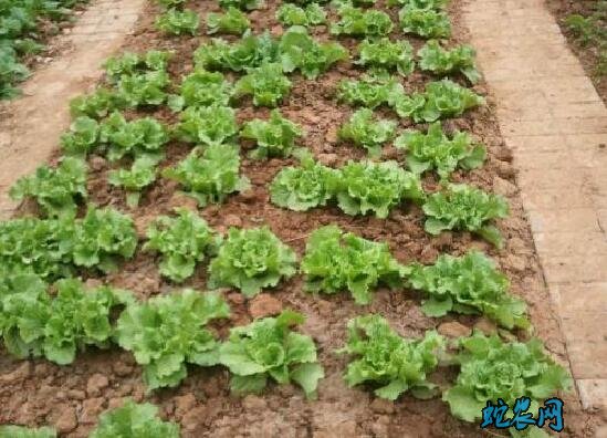 大棚蔬菜与露天蔬菜优缺点对比