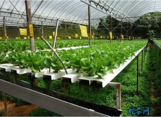 大棚蔬菜与露天蔬菜优缺点对比