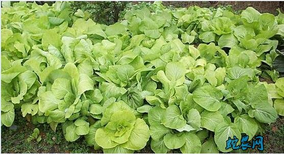 大棚蔬菜与露天蔬菜优缺点对比