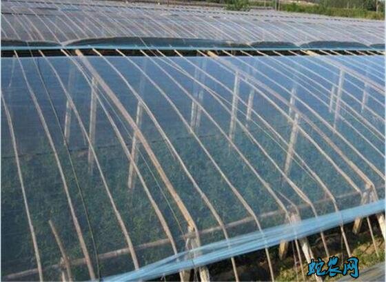 大棚膜、大棚膜价格多少钱一斤/平米?
