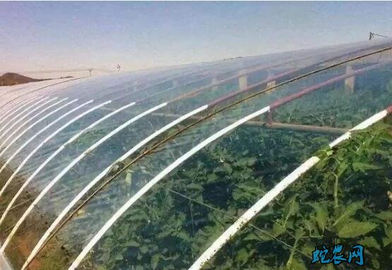 大棚膜、大棚膜厚度一般是多少