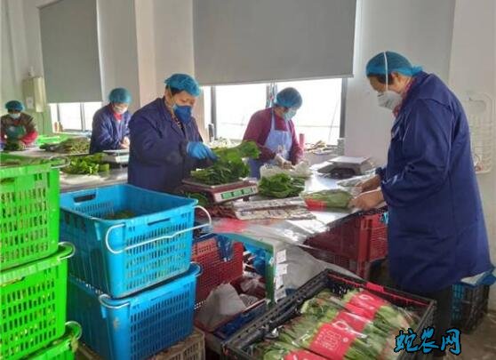 上海青浦“互联网+农业”深度融合 优质蔬菜借美团新鲜到家!